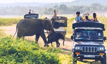 Safari