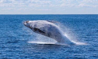whale-watching-gold-coast-tour-packages