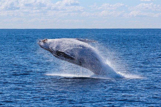 whale-watching-gold-coast-tour-packages