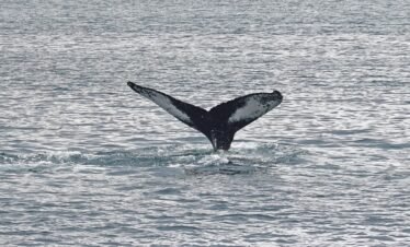 whale-watching-gold-coast-tour-packages