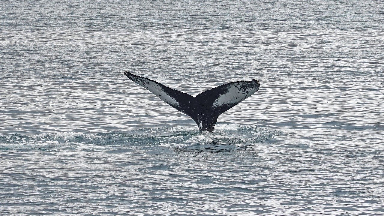 whale-watching-gold-coast-tour-packages