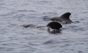 whale-watching-gold-coast-tour-packages