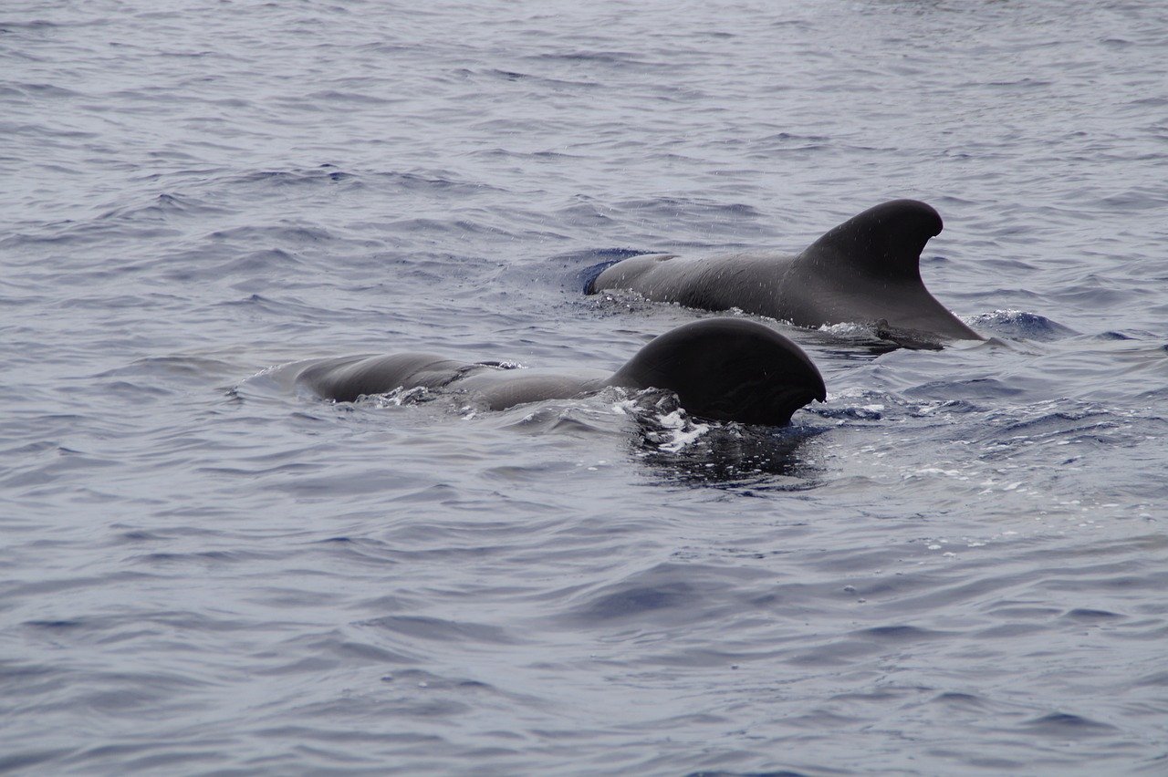 whale-watching-gold-coast-tour-packages