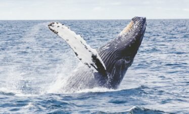 whale-watching-gold-coast-tour-packages