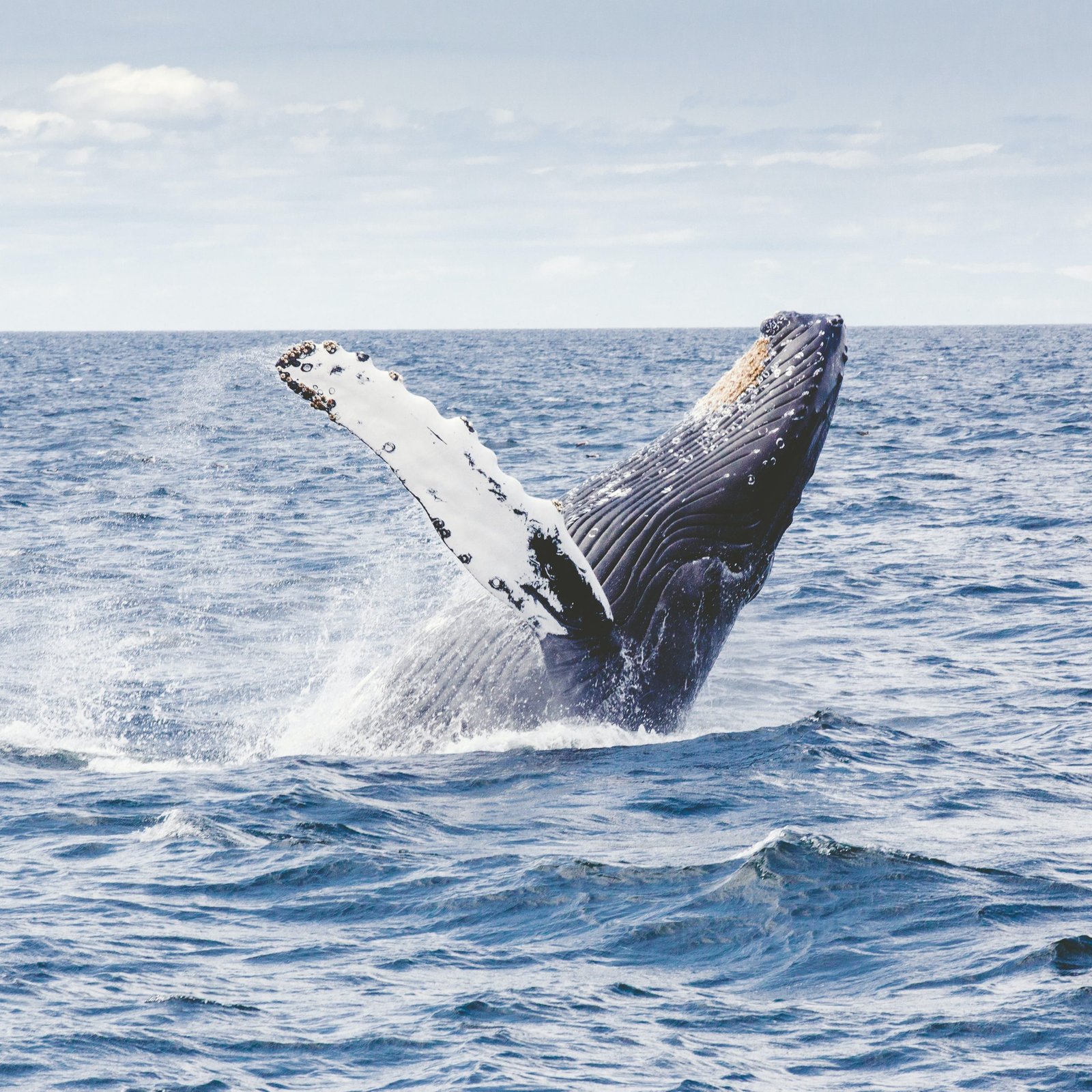 whale-watching-gold-coast-tour-packages