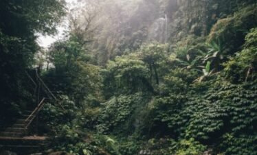 rain-forest