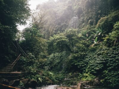 rain-forest