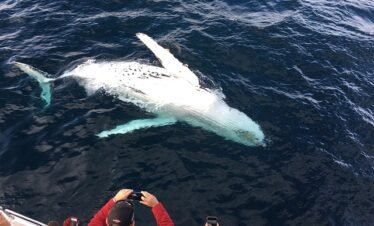 whale-watching-gold-coast-tour-packages