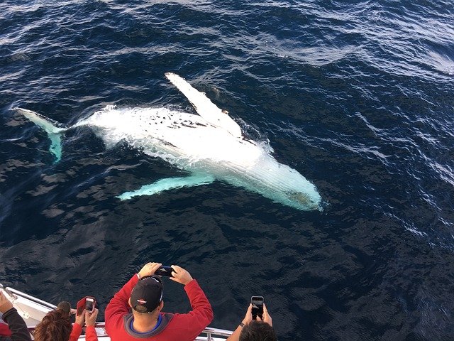 whale-watching-gold-coast-tour-packages