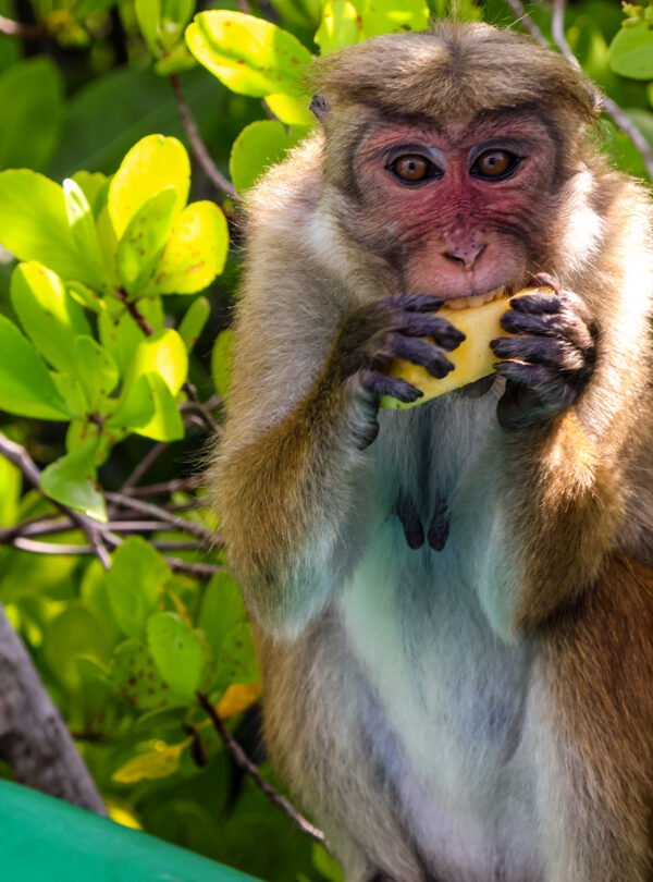 Sri Lanka eco-tourism & travels