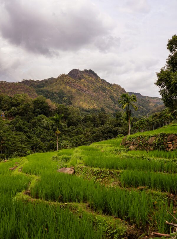 Mountainous beauty of Ceylon