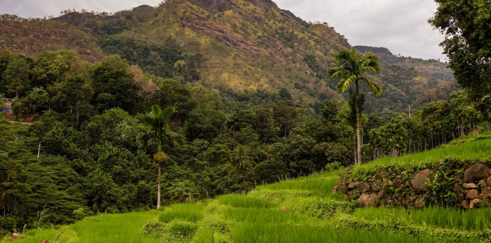 Mountainous beauty of Ceylon