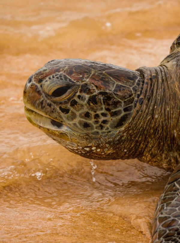 Galle Sri Lanka with turtles