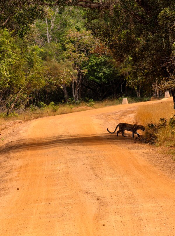 Wildlife safari Sri Lanka