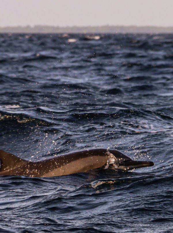 Whale & dolphin watching tours Sri Lanka with H Tours Ceylon