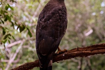 Wildlife of Sri Lanka