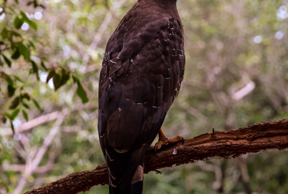 Wildlife of Sri Lanka