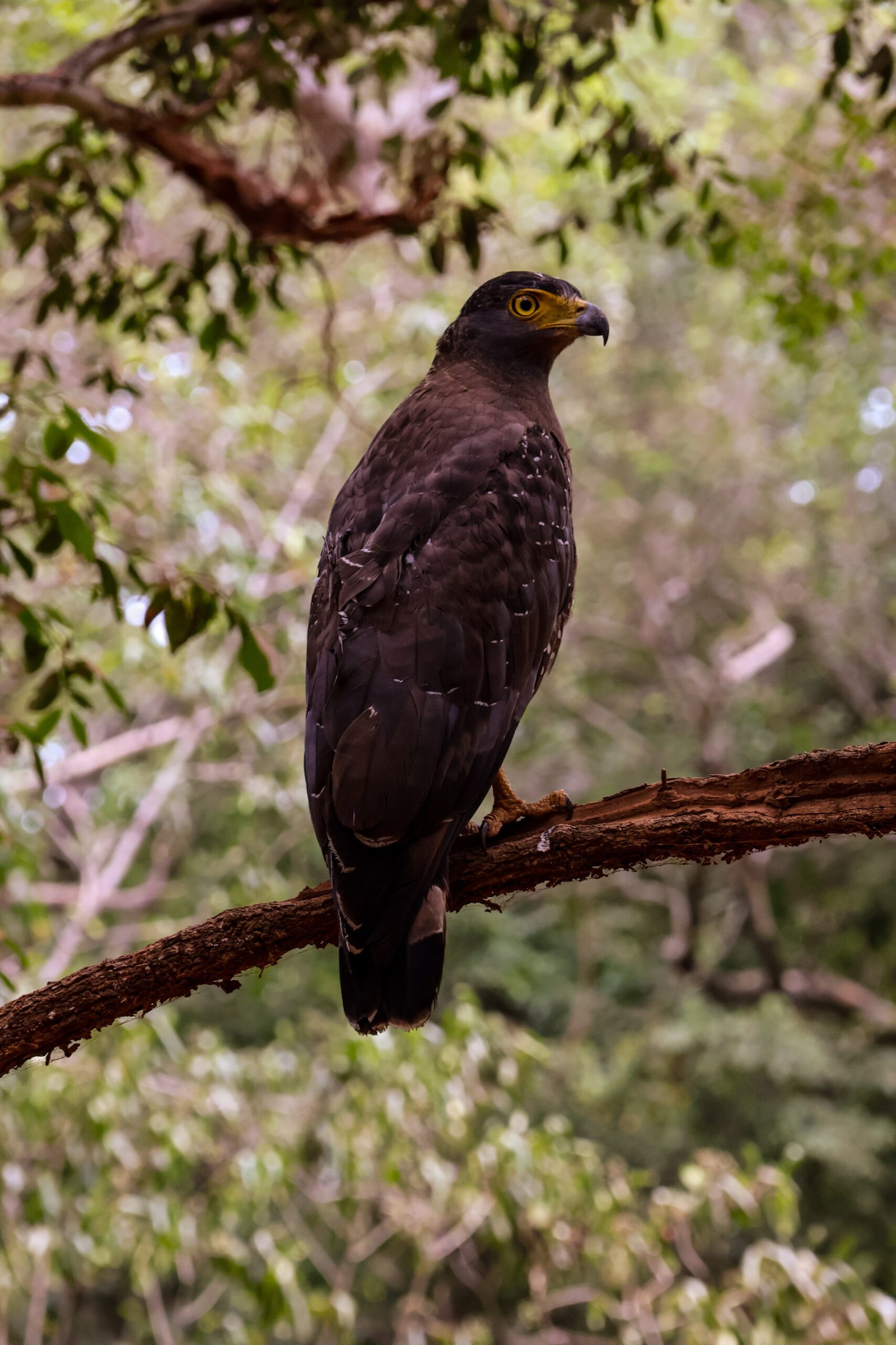 Wildlife of Sri Lanka